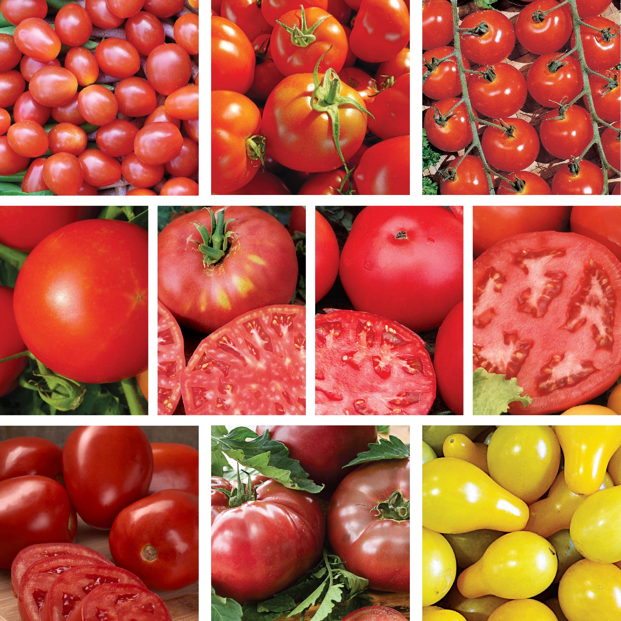 A collection of tomatoes